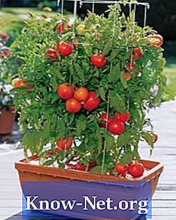 Comment faire pousser des légumes sur un balcon