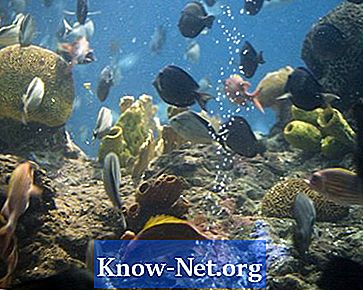Kako izliječiti žive stijene morske vode u akvariju