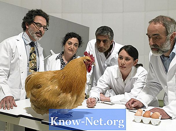 Како излечити пиле са везаним јајетом