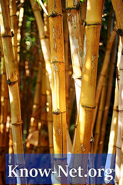 Kako uživati ​​bambusa