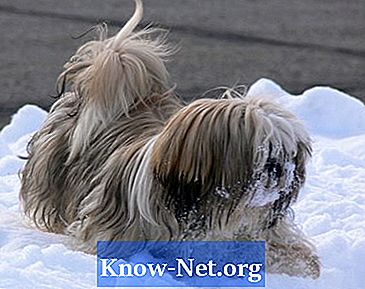Чревна обструкция при кучета от порода ши-цзи