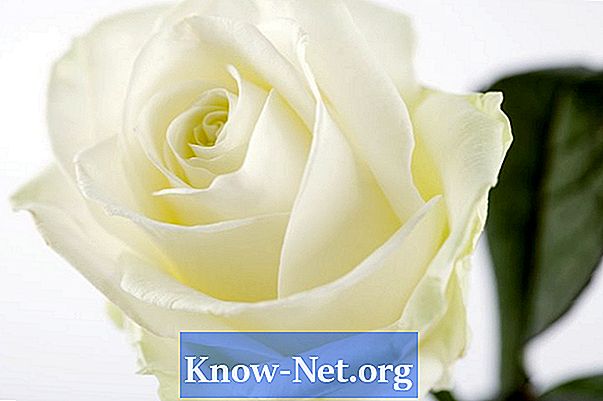 Як залишити синю білу троянду з використанням харчової забарвлення - Статті