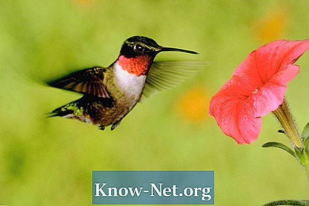 Hummingbirds 그리기 및 페인트 방법