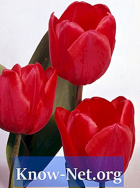 Cara menggambar tulip yang indah
