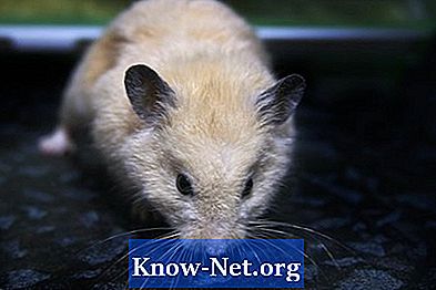 Comment différencier le hamster femelle du hamster femelle - Des Articles