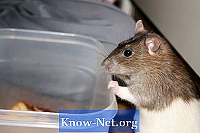 Wie erkennt man, ob ein Mäusewelpen männlich oder weiblich ist?