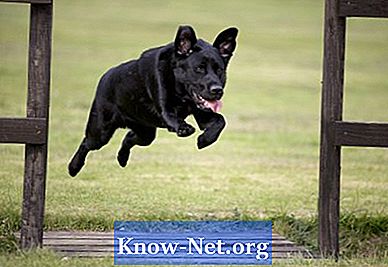 Како научити пса да не скочи на ограду