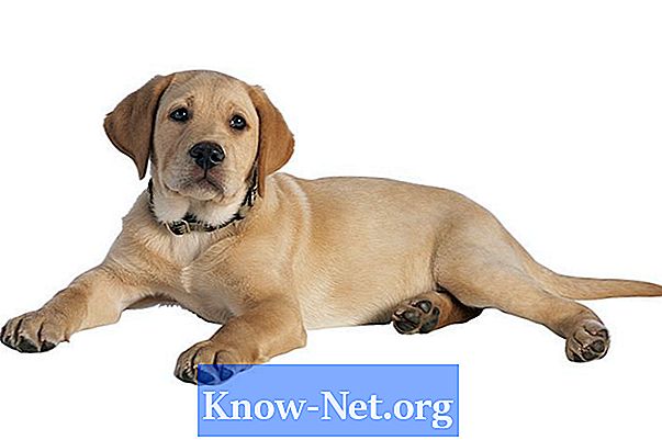 Wie mache ich meinen Labrador-Welpen damit, meine Knöchel zu beißen? - Artikel