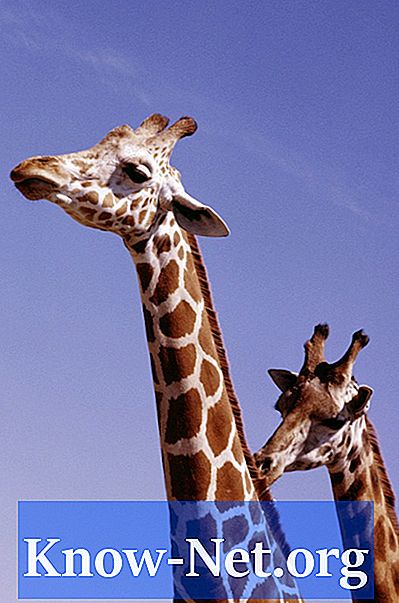 Hvordan lage giraffe ansiktsmaling
