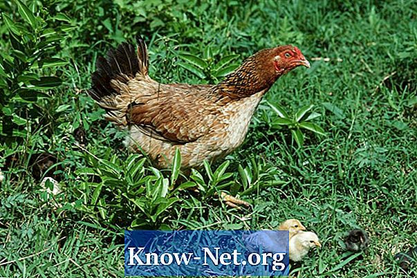 Hvordan lage økologisk kylling ration - Artikler