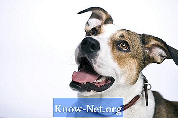 Quels sont les points noirs dans les yeux de votre chien?