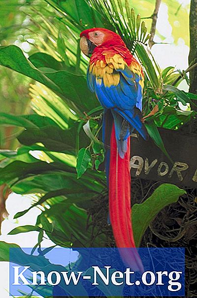 Hur man gör en papegoja pedestal - Artiklar