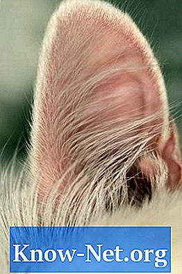 Cara membuat pembalut telinga kucing