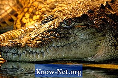 Comment faire une tête d'alligator - Des Articles