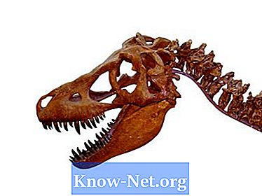 Dinosaurier som matas på växter och kött - Artiklar