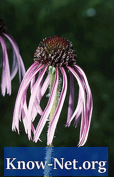 Wie man lila Echinacea keimt