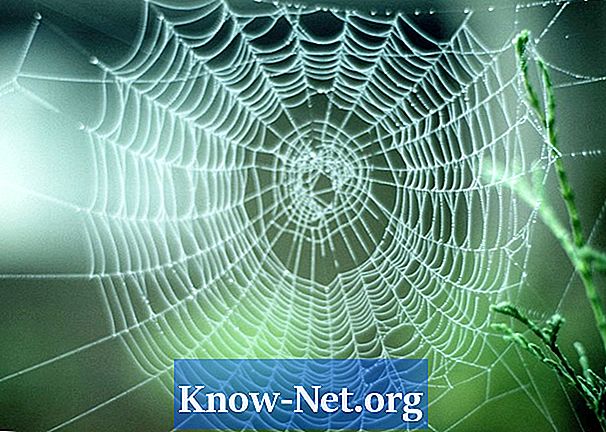 Hur identifierar du spindlar efter färg och storlek - Artiklar