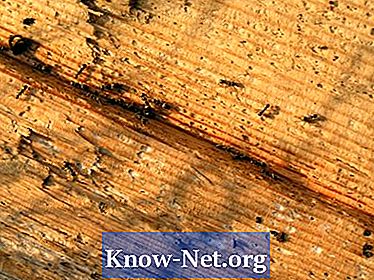 Hvordan man identificerer tømmermyrer - Artikler