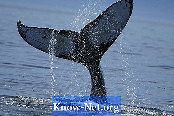 Ako identifikovať skutočné veľryby zuby - Články