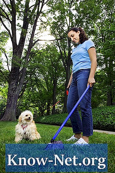 Πώς να προσδιορίσετε τα σκουλήκια στα σκυλιά Feces - Άρθρα