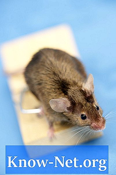 Wie man Mäuse definitiv loswird