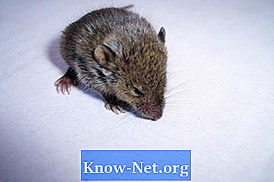 Hoe zich te ontdoen van ratten zonder kwetsen van uw huisdieren