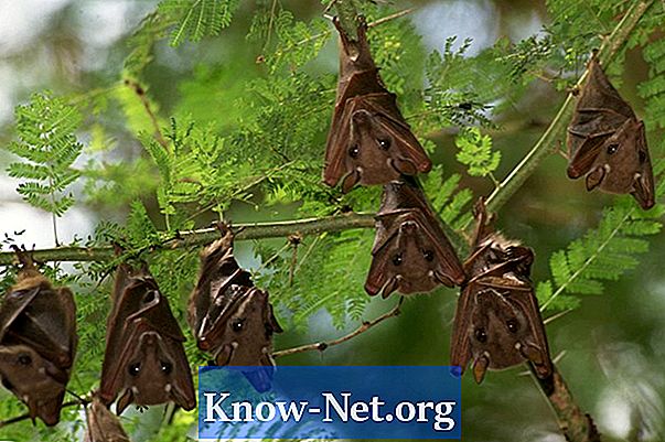 Kuidas pöörata nahkhiiri väljaheited väetisena - Artiklid