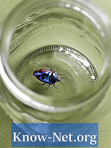 Hogyan öljünk meg vízi rovarokat egy úszómedencében - Cikkek