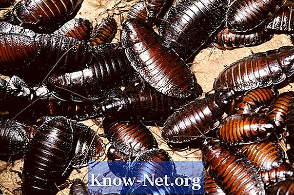 Måder at eliminere kakerlakker - Artikler