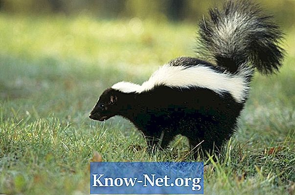 Wie Sie dem schlechten Geruch von Opossum in Ihrem Zuhause entgegenwirken können