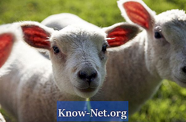 Kaip gauti pelną didinant avis mažame plote
