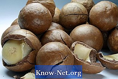 Hur får man macadamianötter från fröet?