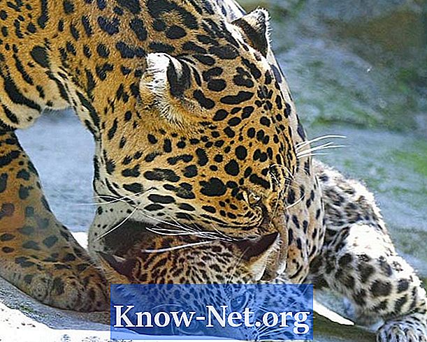 Kaip jaguarai rūpinasi savo jaunimu?
