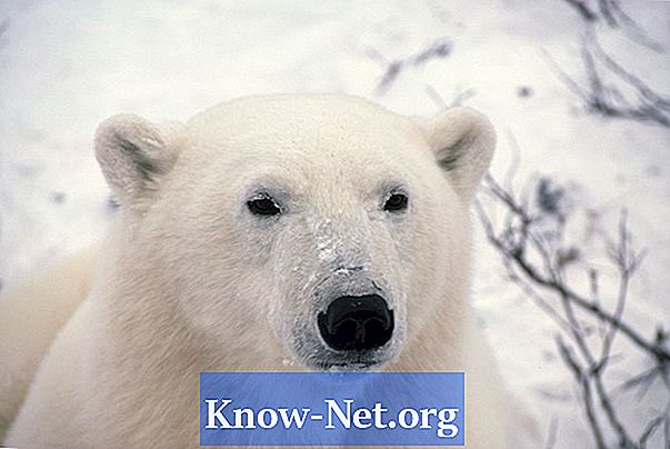 Kako se polarni medvedi varujejo pred mrazom?