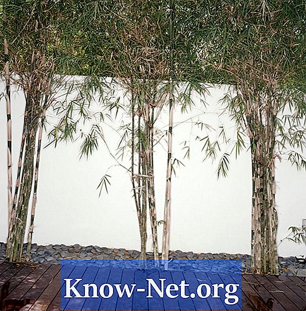 Hoe Bamboo te planten als omheiningen