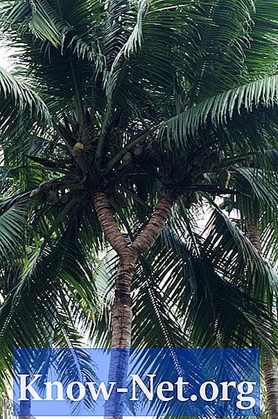 Kako posaditi semena kokosov