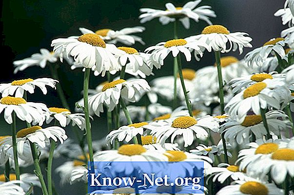 Cum să prune patrunjelul (Argyranthemum frutescens) - Articole