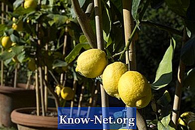 Как да се режат лимоновите дървета Майер