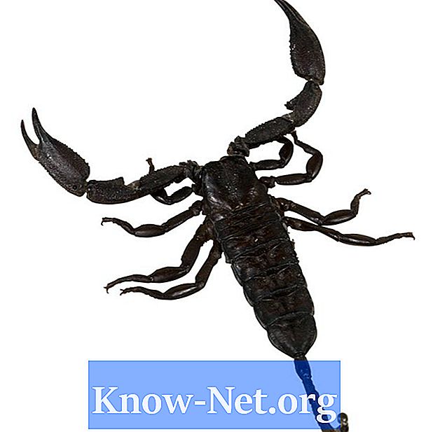 Comment conserver un scorpion