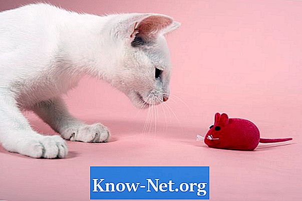 Comment renforcer l'immunité de votre chat - Des Articles