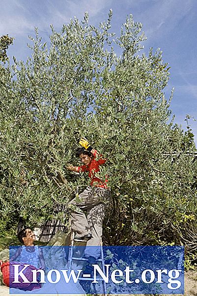 Hur man vattnar fruktträd och fruktträdgårdar - Artiklar