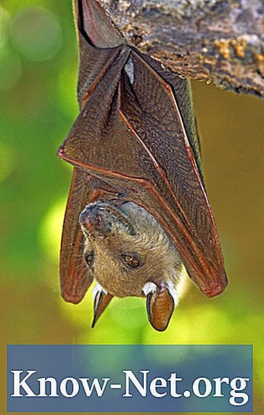 כיצד להסיר ולחסל עטלפים בעליית הגג