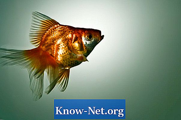 Kako znati razliku između muške i ženske ribe