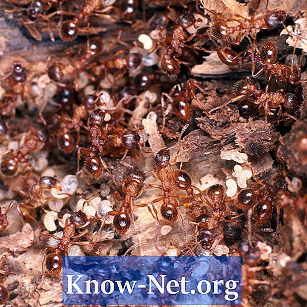 Insektisida biologi untuk semut antik