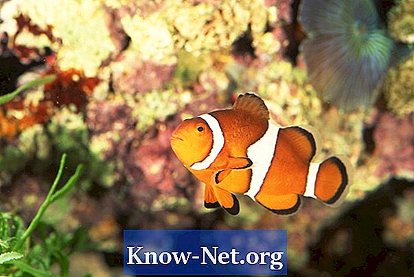 Hogyan ismerjük a bohóc halának nemét?