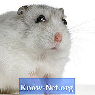 Comment savoir si mon hamster nain russe est enceinte?