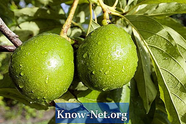 Kako znati da li će avokado dati plodove