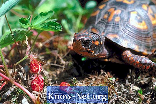 Come sapere se la tua tartaruga box sta facendo il nido?