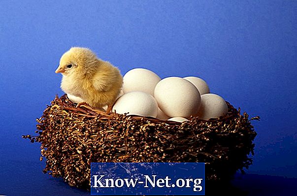 Як дізнатися, чи має куряче яйце куряче всередині