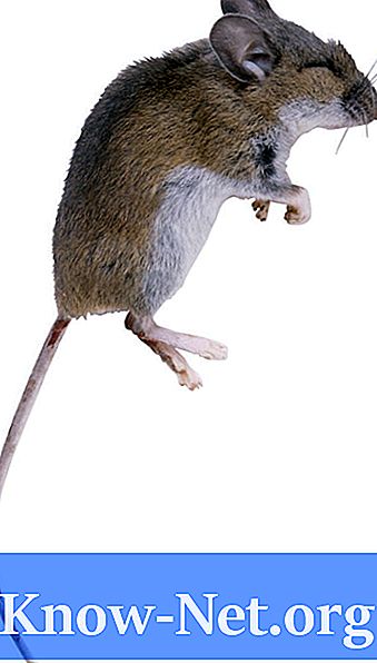 Hvordan bli kvitt rotter i bakgården - Artikler